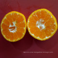 Carton Packing Yellow Sweet Baby Mandarin